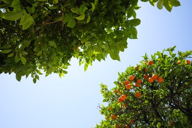 Photo of Bright green orange trees with fruits against blue sky on sunny day, view from below