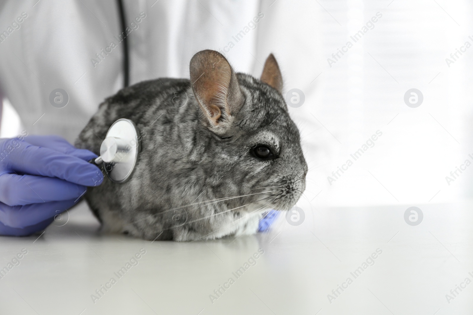 Photo of Veterinarian doctor examining cute chinchilla with stethoscope at white table, closeup