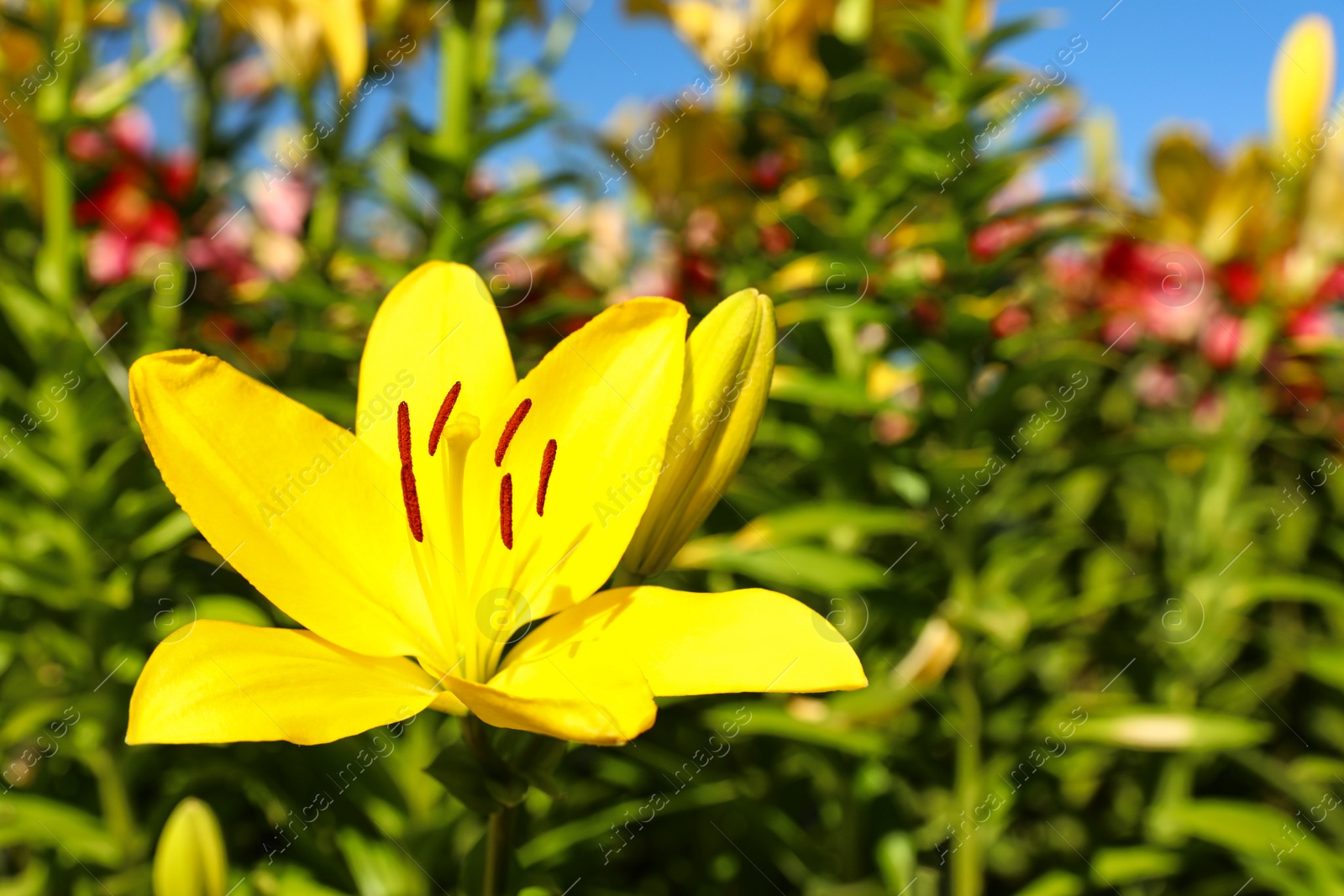 Photo of Beautiful bright yellow lily growing at flower field, closeup. Space for text