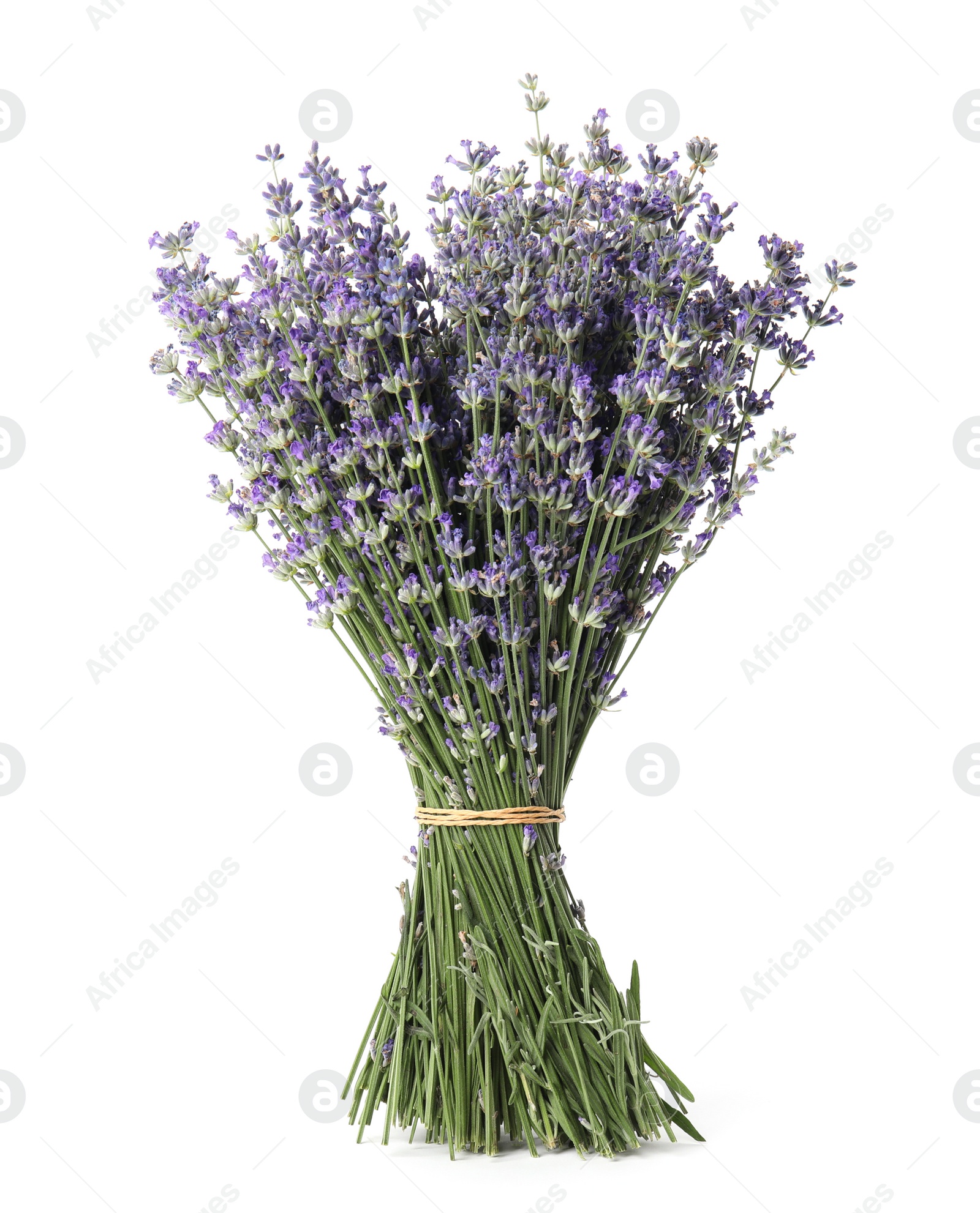 Image of Bunch of beautiful lavender flowers on white background