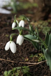 Photo of Beautiful blooming snowdrops growing outdoors. Spring flowers