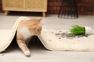 Cute ginger cat near overturned houseplant under carpet at home