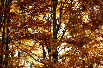 Photo of Beautiful trees with orange leaves in forest. Autumn season