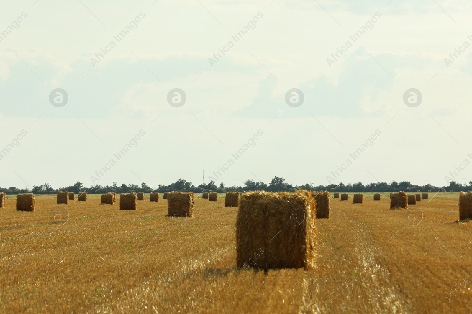 Photo of Beautiful view of agricultural field with hay bales