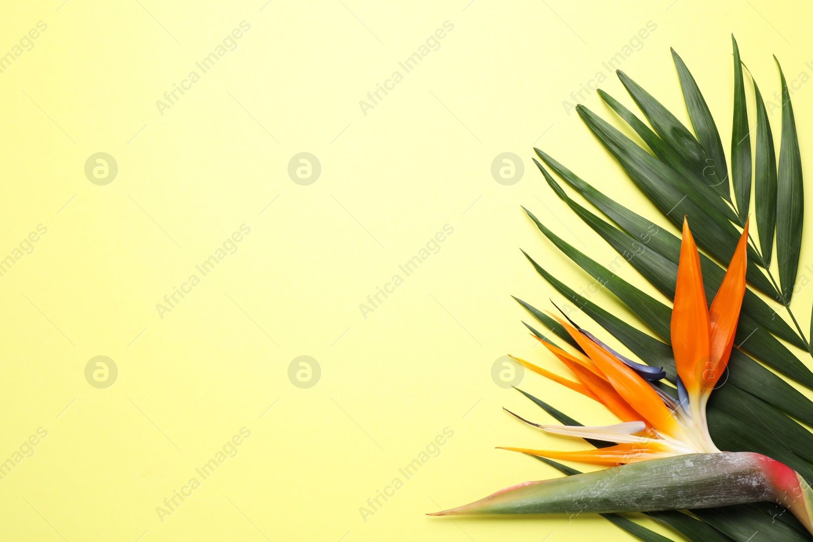 Photo of Flat lay composition with Bird of Paradise tropical flowers on yellow background, space for text