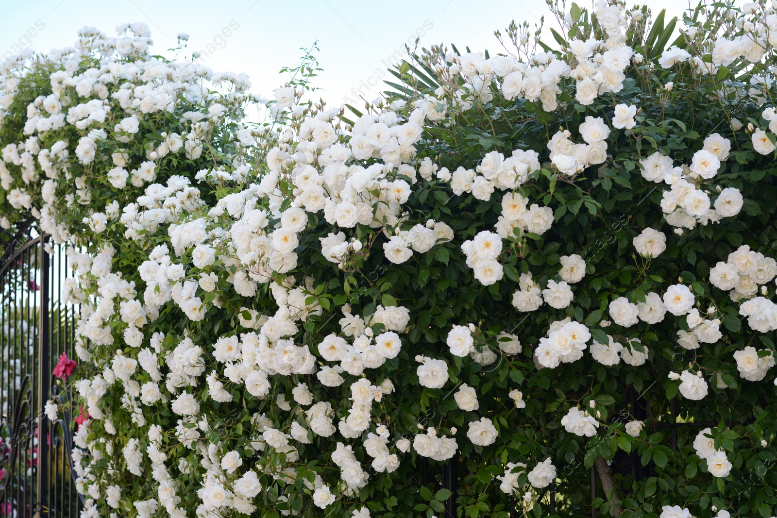 Photo of Beautiful blooming rose bush climbing on metal fence outdoors