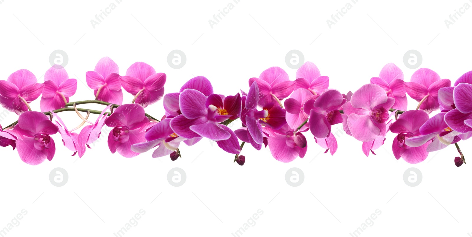 Image of Branch of beautiful orchid on white background. Banner design