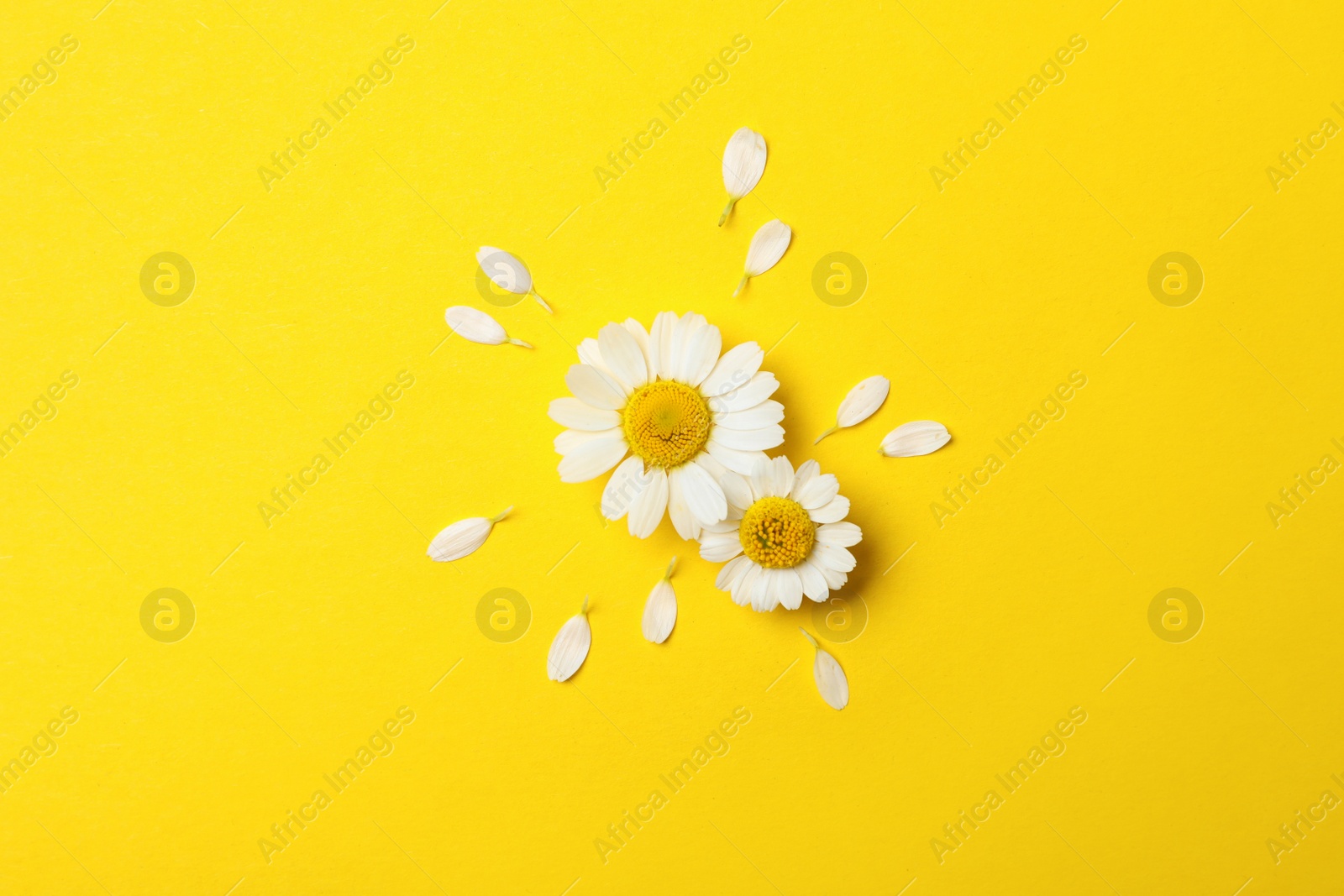 Photo of Flat lay composition with fresh chamomiles on yellow background