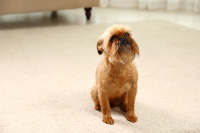 Photo of Portrait of funny Brussels Griffon dog on carpet at home. Space for text