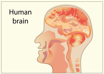 Illustration of Scheme of human brain on light background