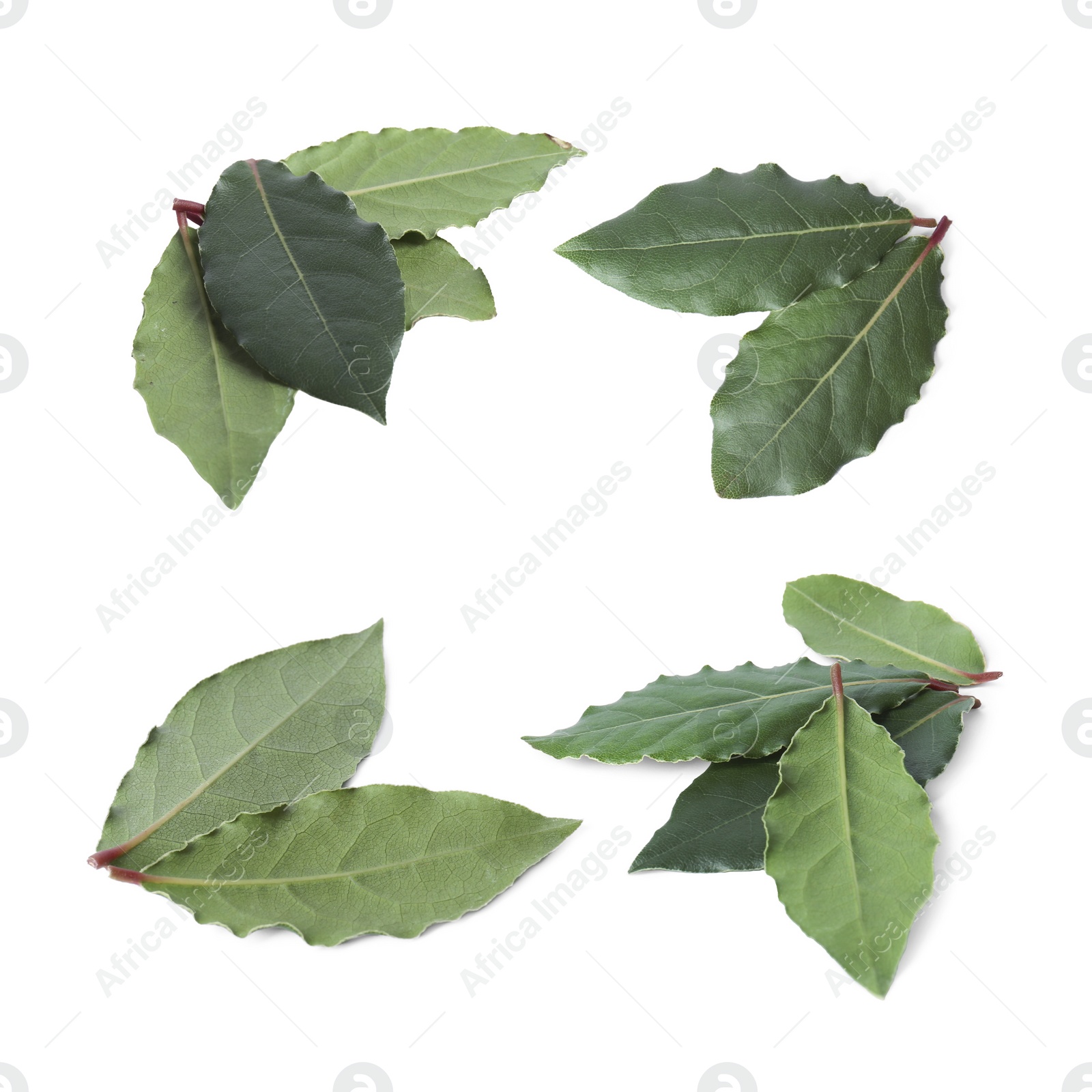 Image of Collage with fresh bay leaves on white background