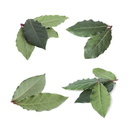 Image of Collage with fresh bay leaves on white background