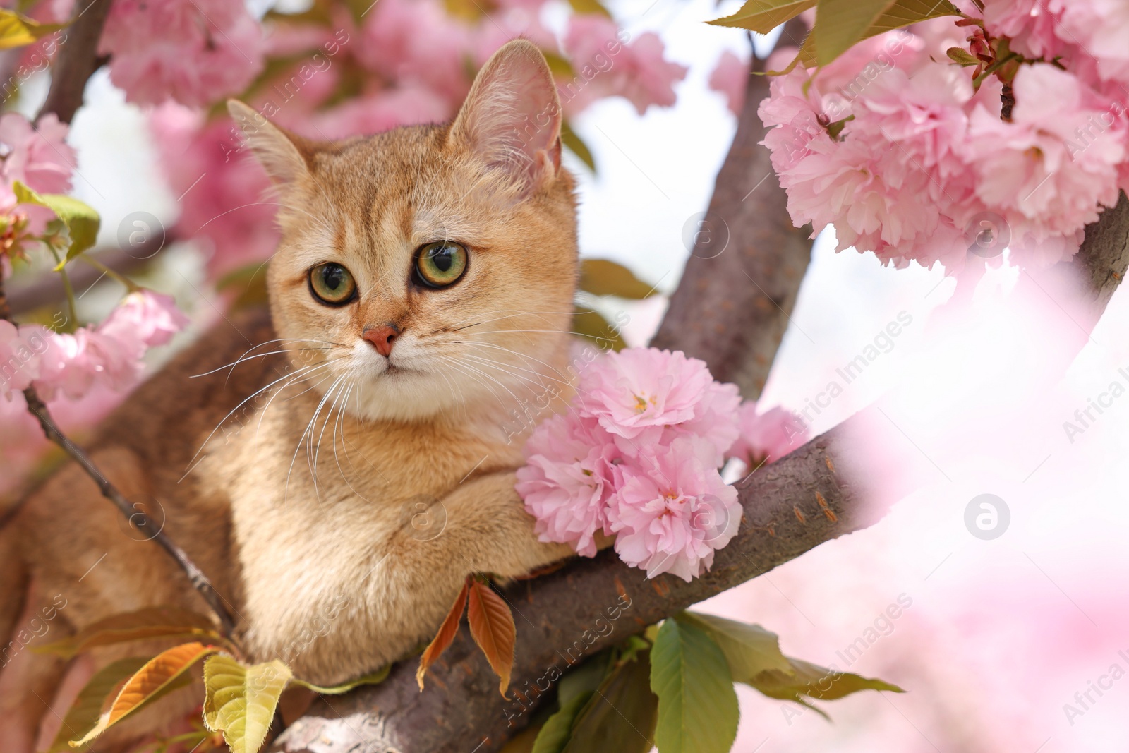 Photo of Cute cat on spring tree branch with beautiful blossoms outdoors