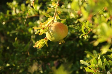 Photo of Pomegranate tree with ripening fruit outdoors on sunny day, closeup. Space for text