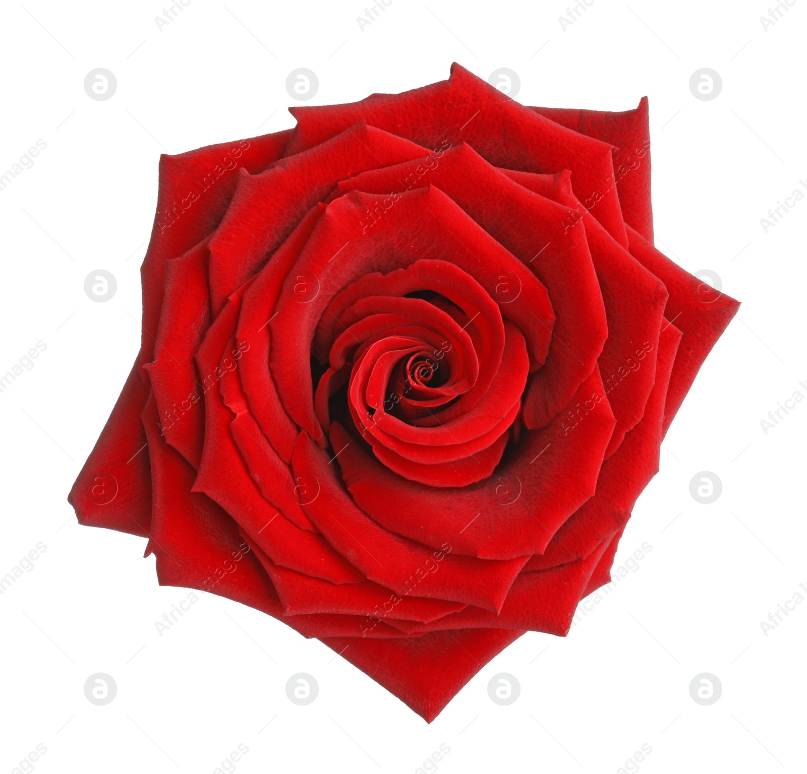 Photo of Beautiful fresh red rose isolated on white