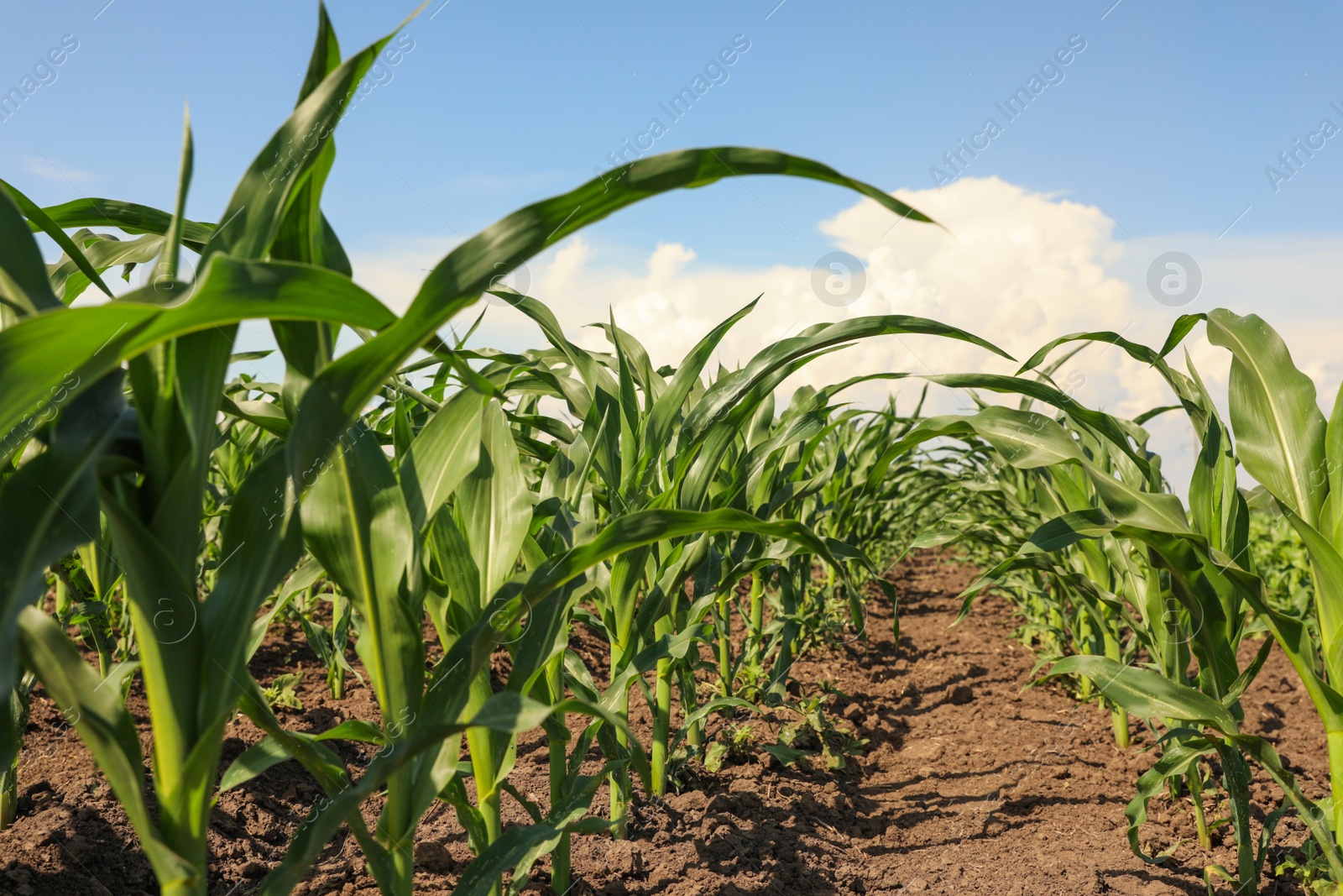 Photo of Beautiful view of corn field. Agriculture industry