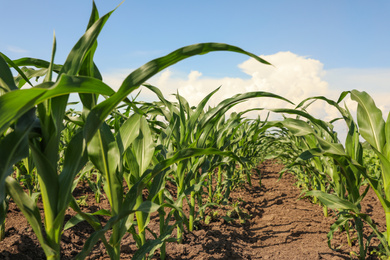 Beautiful view of corn field. Agriculture industry