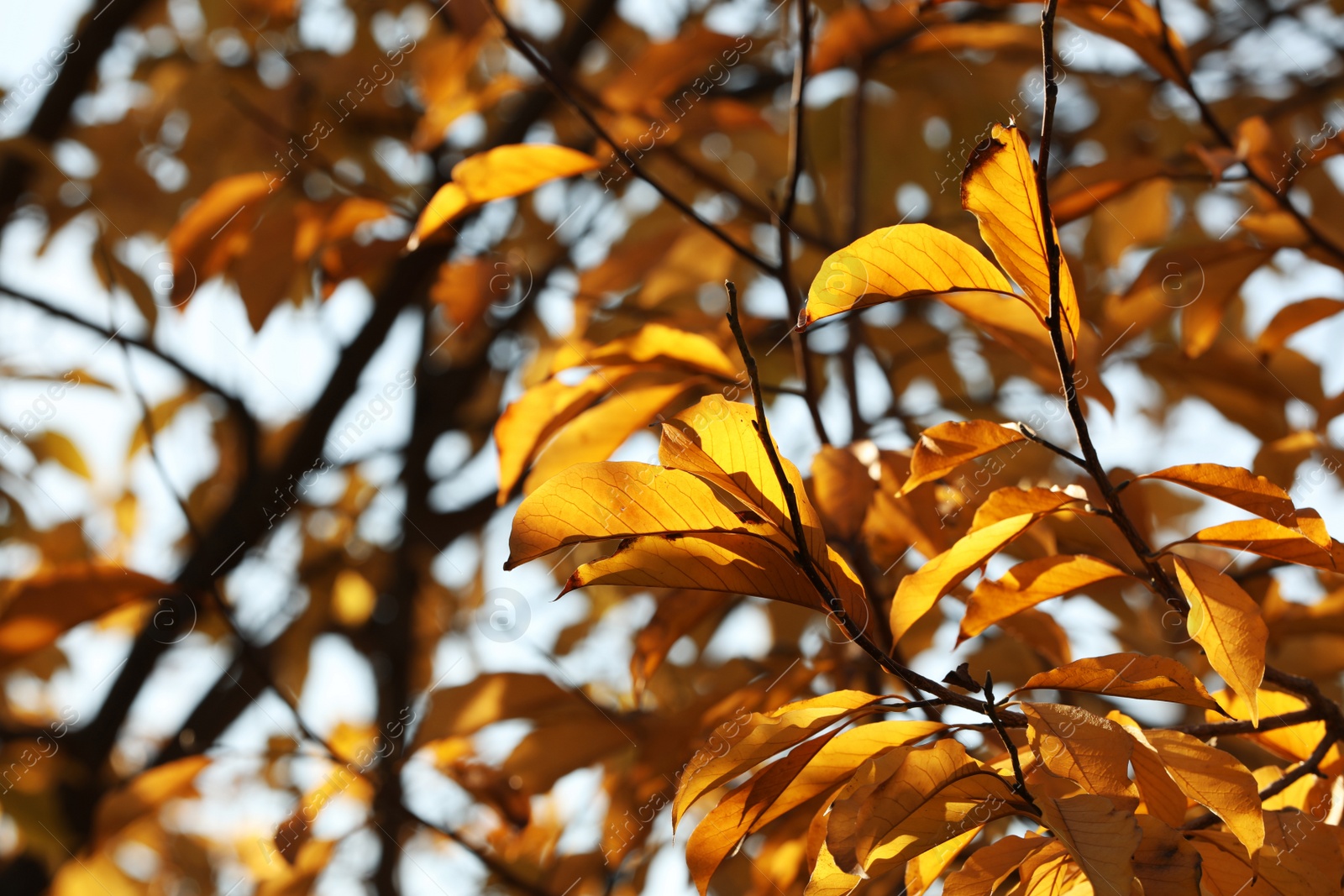 Photo of Beautiful tree with bright autumn leaves on sunny day, closeup