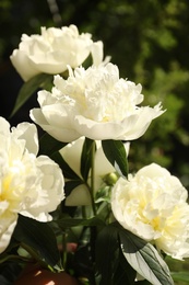 Photo of Closeup view of blooming white peony bush outdoors