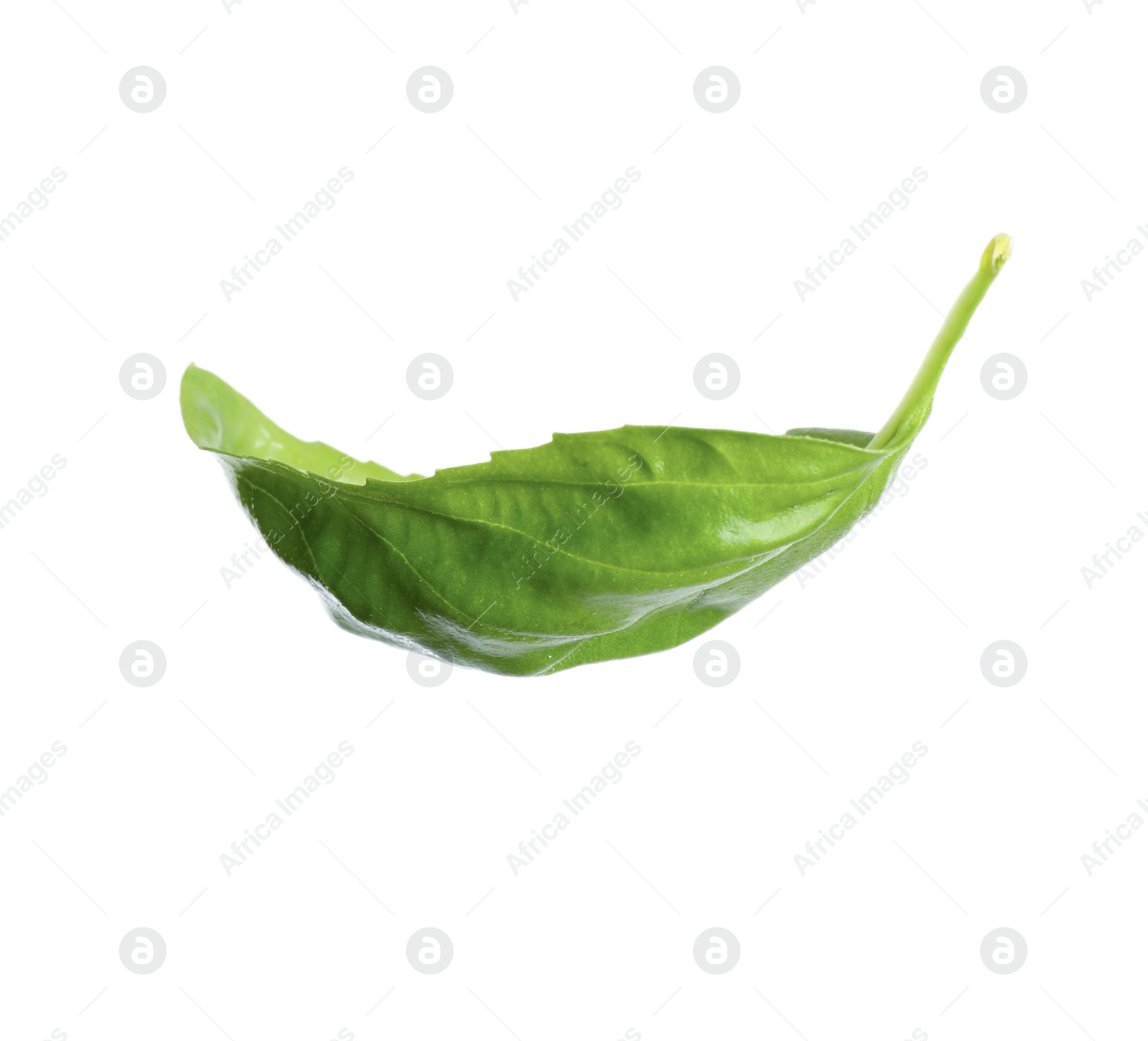 Photo of Fresh green basil leaf isolated on white