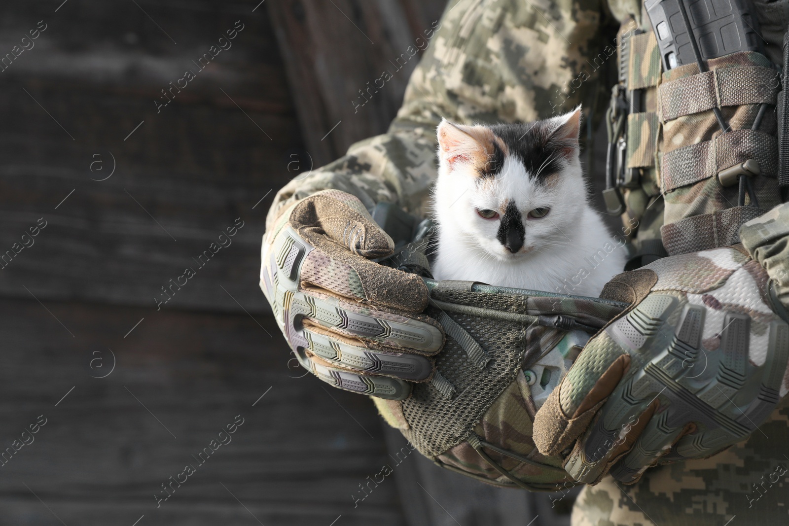 Photo of Ukrainian soldier rescuing animal. Little stray cat sitting in helmet, closeup. Space for text