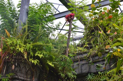 Many different plants on stone structure in greenhouse