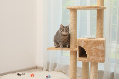 Photo of Cute pet on cat tree at home, space for text