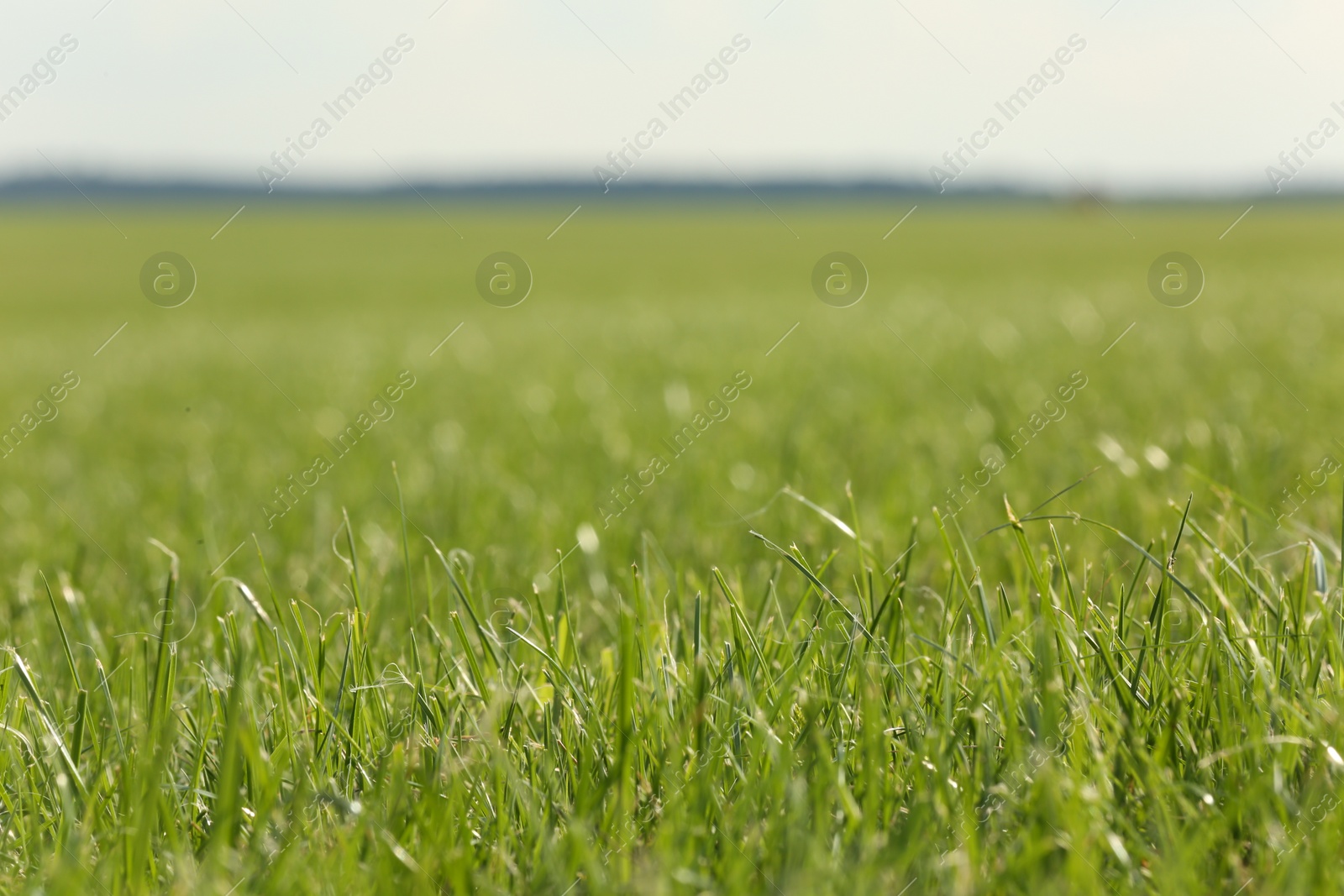 Photo of Beautiful meadow with bright green grass outdoors, closeup