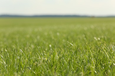 Photo of Beautiful meadow with bright green grass outdoors, closeup