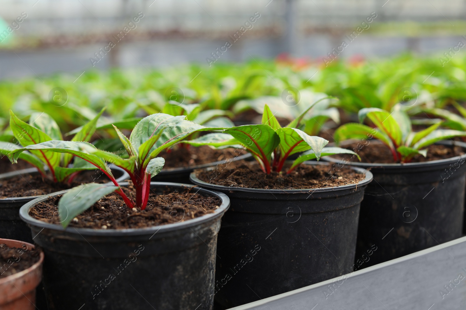 Photo of Many pots with soil and fresh seedlings in greenhouse, closeup