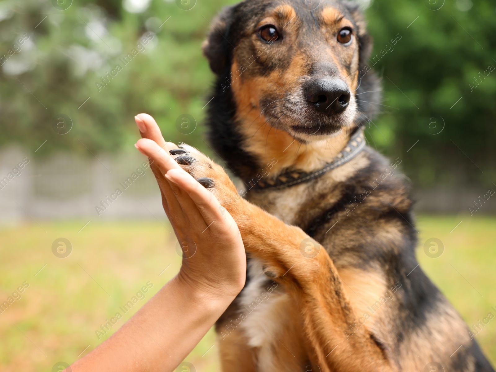 Photo of Female volunteer with homeless dog at animal shelter outdoors, closeup