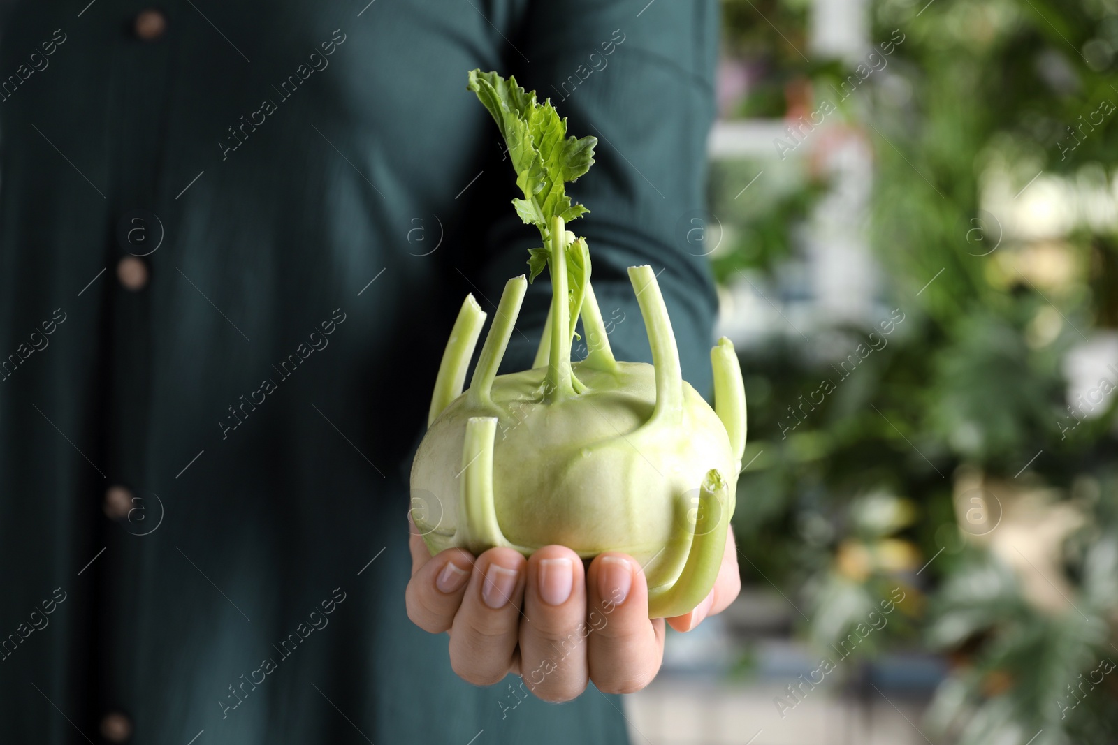 Photo of Woman with ripe kohlrabi plant outdoors, closeup