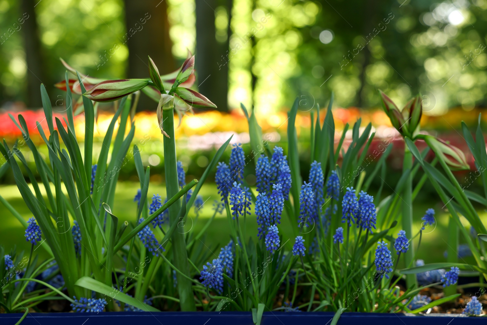 Photo of Beautiful amaryllis flowers among light blue muscari plants growing in park on sunny day. Spring season