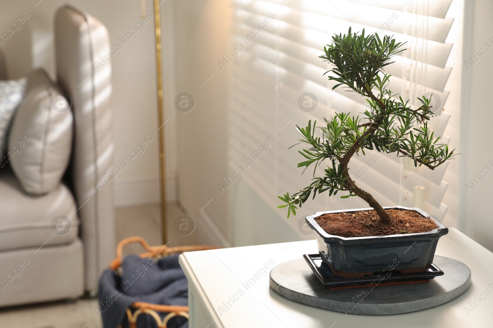 Photo of Japanese bonsai plant on table in living room, space for text. Creating zen atmosphere at home