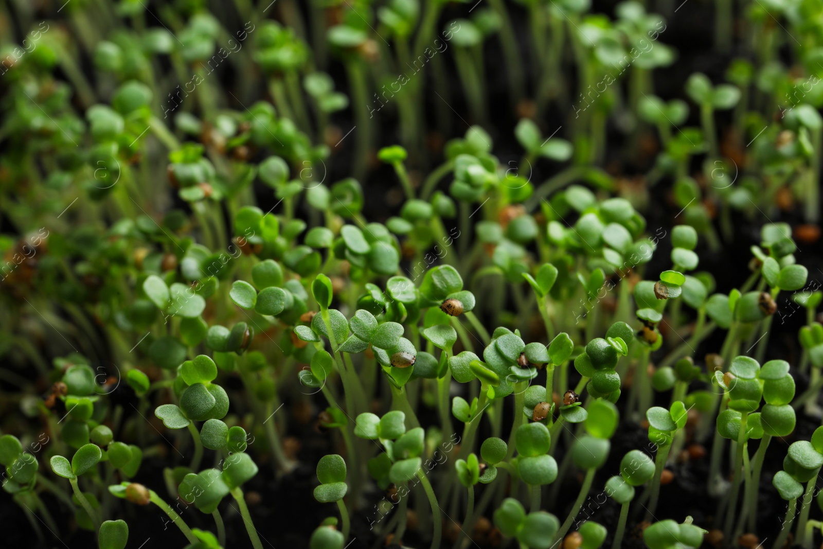 Photo of Young arugula sprouts growing in soil, closeup view