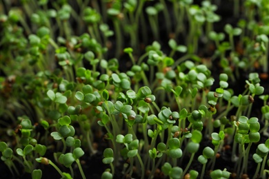 Young arugula sprouts growing in soil, closeup view