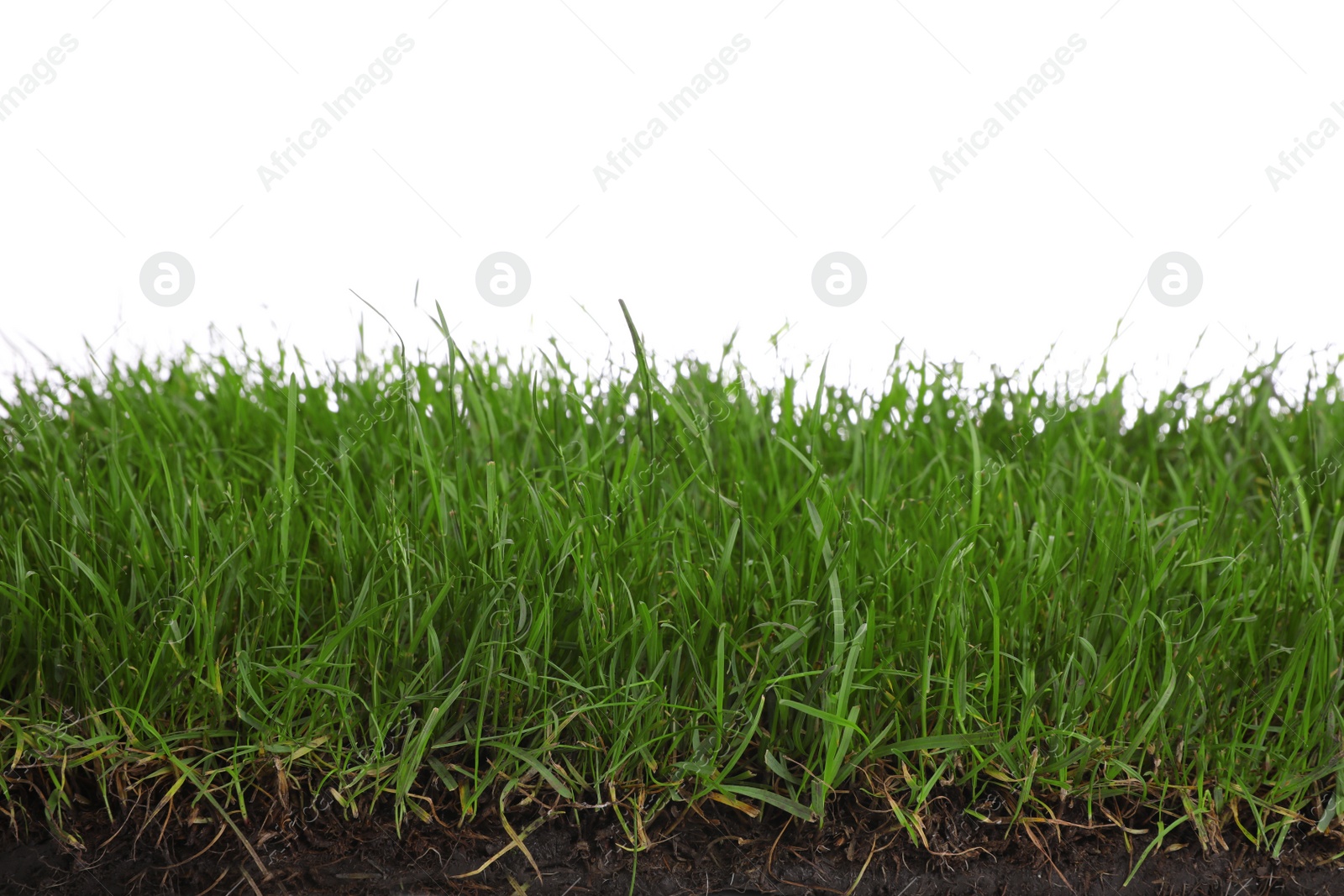 Photo of Soil with green grass on white background, closeup