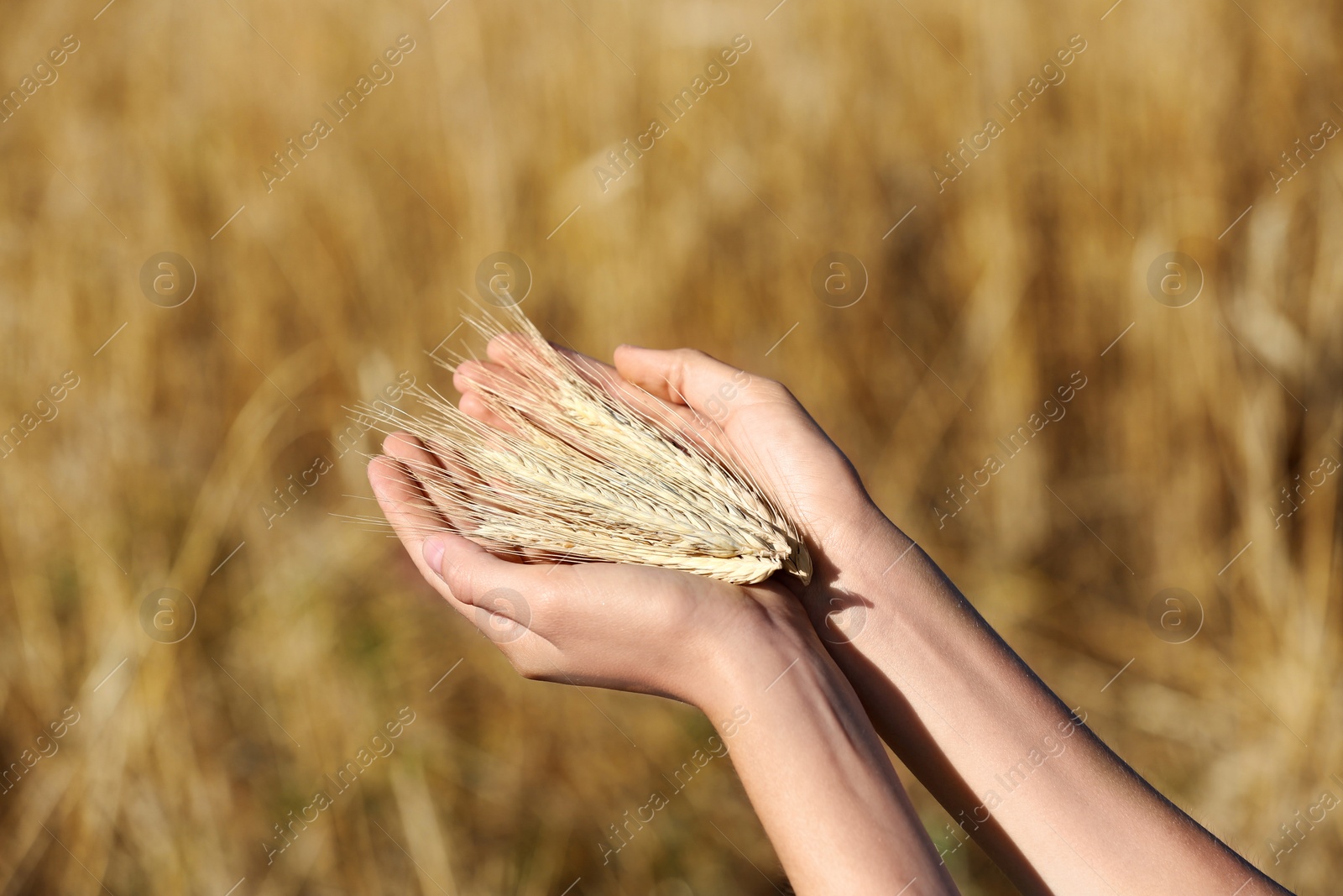 Photo of Farmer with wheat spikelets in field, closeup. Cereal grain crop