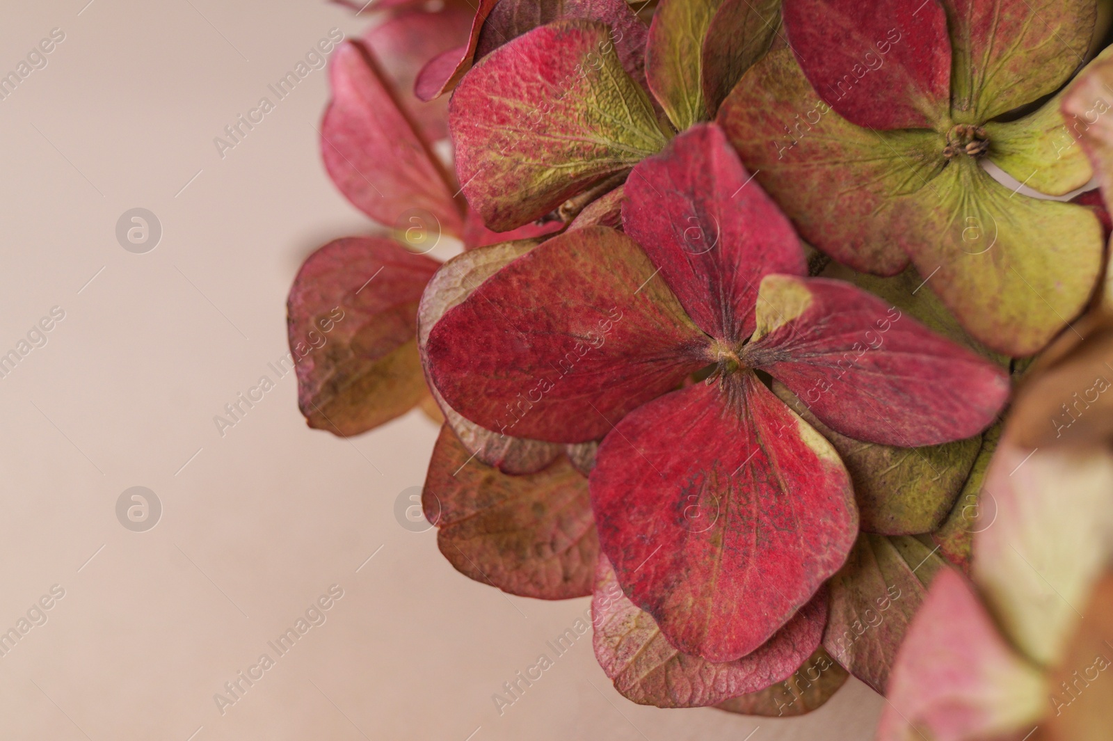 Photo of Beautiful hortensia flowers on beige background, closeup