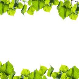 Image of Frame of linden branches with green leaves isolated on white