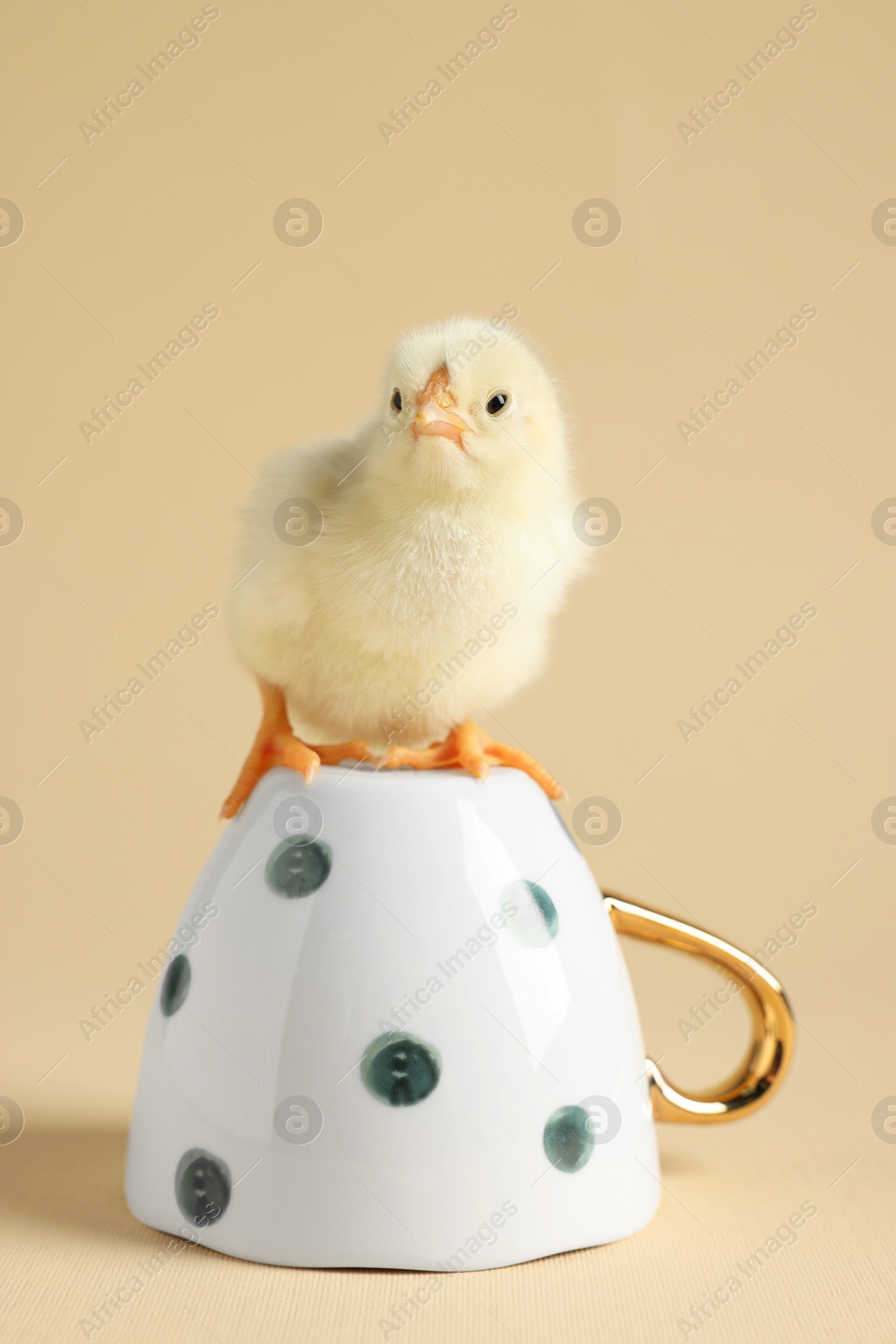 Photo of Cute chick on cup against beige background, closeup. Baby animal