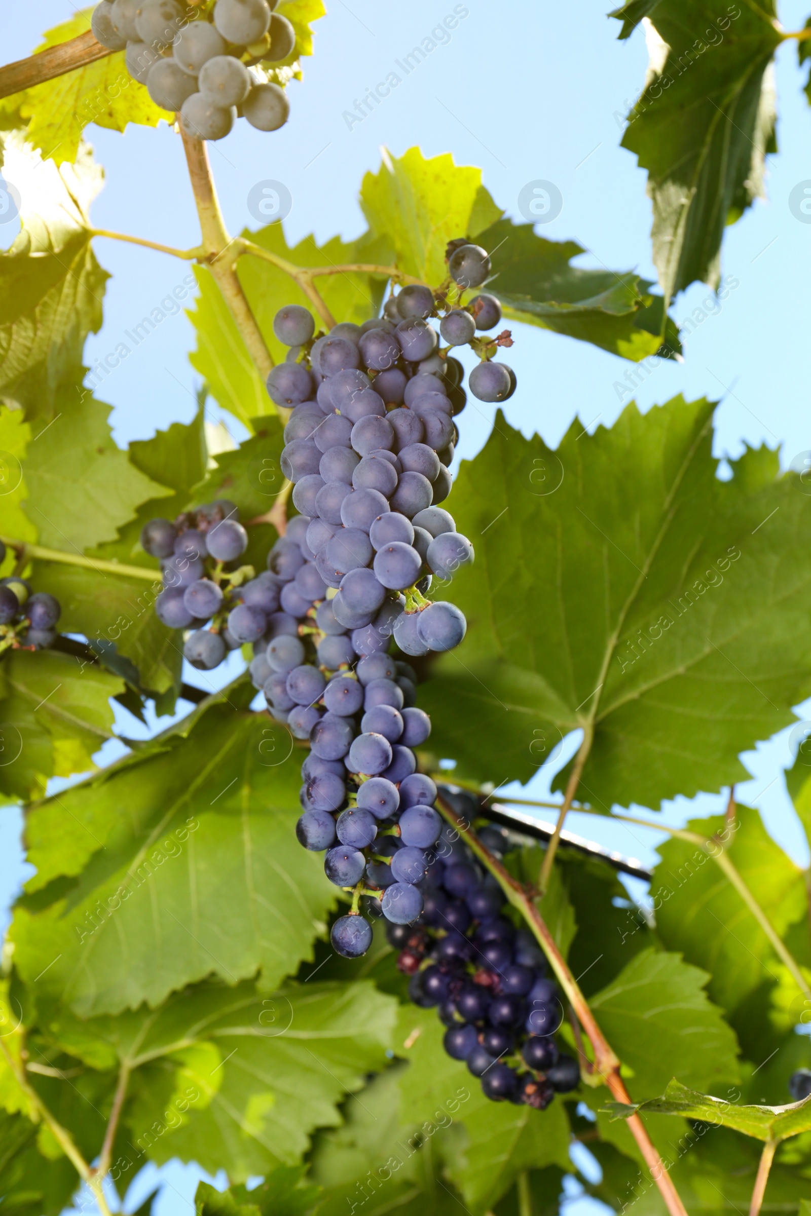 Photo of Ripe juicy grapes growing on branch in vineyard