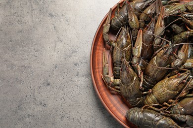 Photo of Fresh raw crayfishes on grey table, top view. Space for text