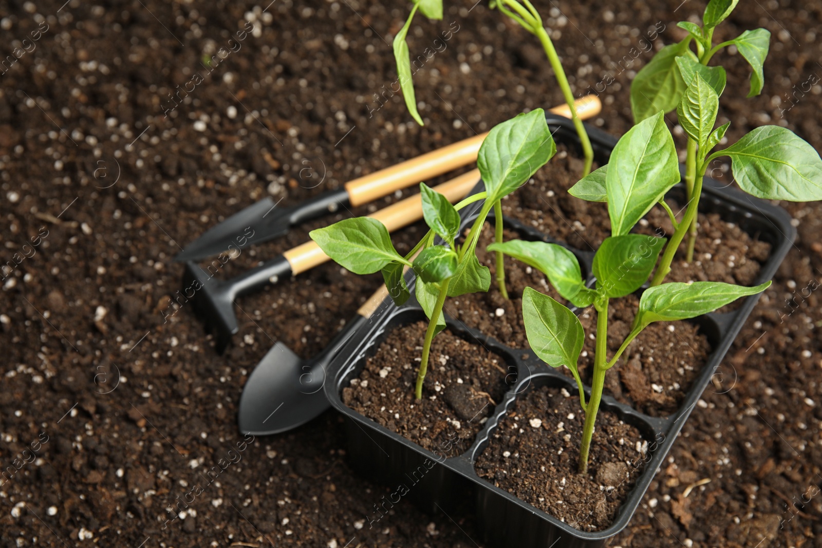 Photo of Vegetable seedling in plastic tray and gardening tools on soil