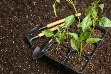 Vegetable seedling in plastic tray and gardening tools on soil