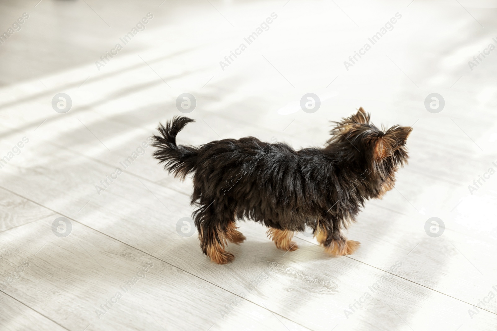 Photo of Cute Yorkshire terrier puppy on wooden floor. Happy dog