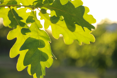 Photo of Closeup view of oak tree with young fresh green leaves outdoors on spring day
