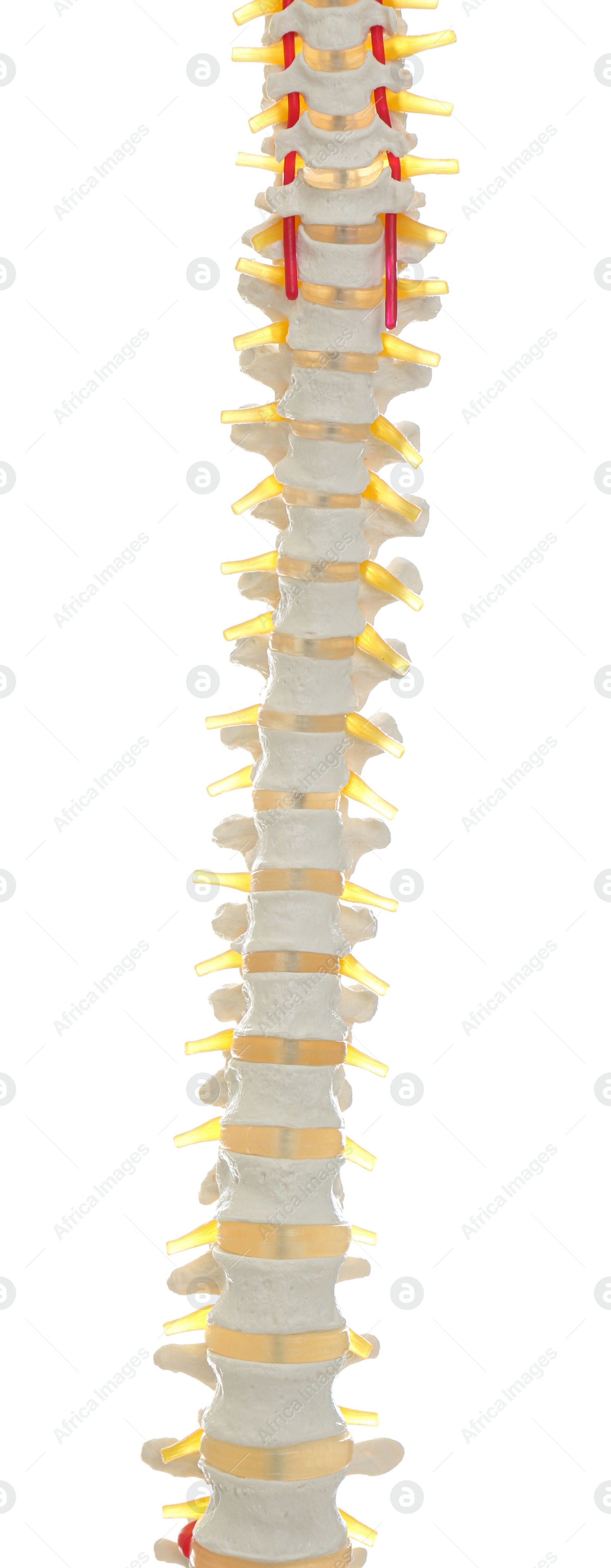 Photo of Artificial human spine model isolated on white, closeup