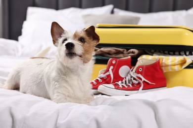 Photo of Travel with pet. Dog, clothes, shoes and suitcase on bed indoors