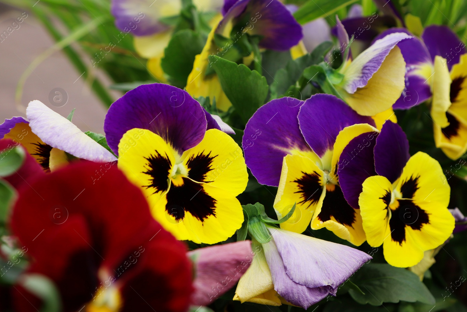 Photo of Beautiful colorful pansies growing in garden, closeup